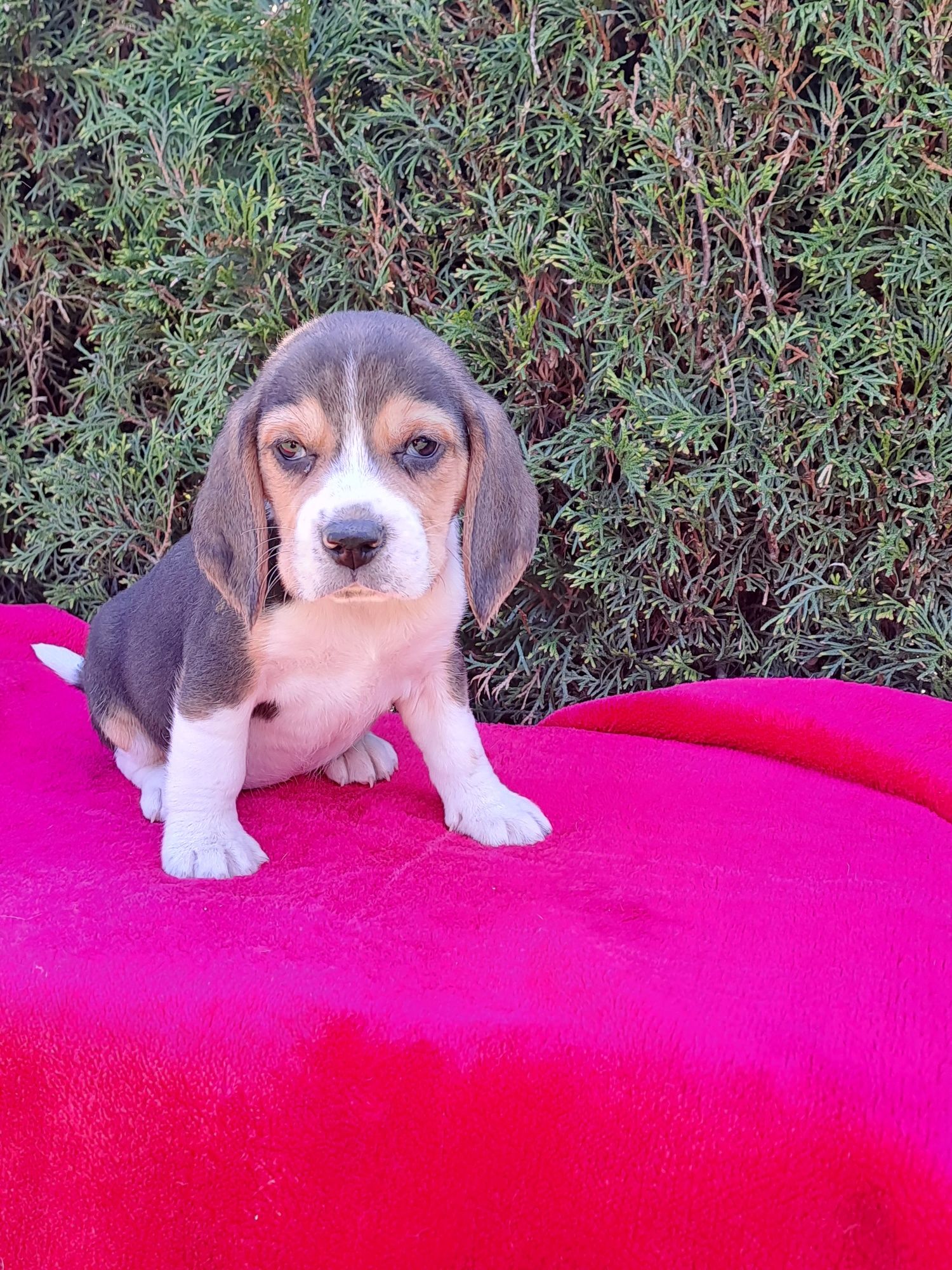 Szczeniak beagle.