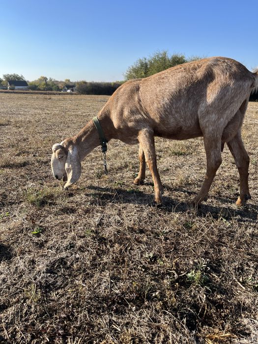 Коза англо-нубийская 96.8%