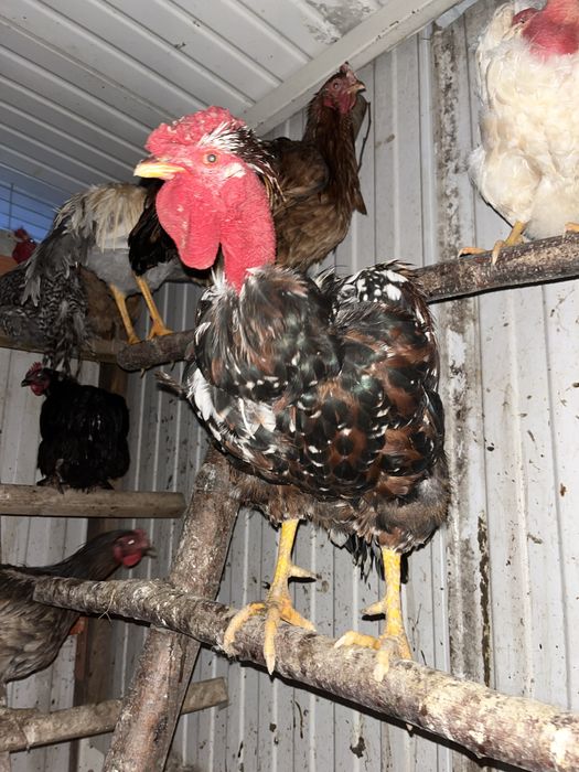 Koguty sprzedaz badz zamiana