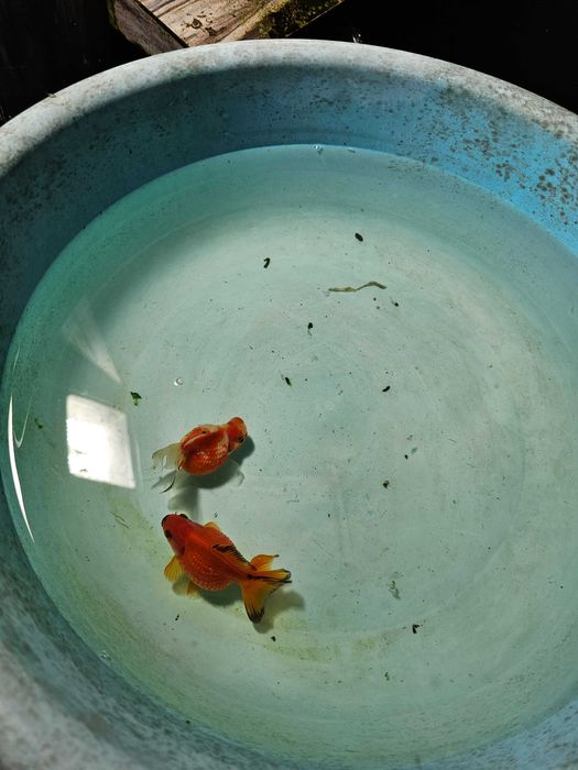 Kinguio oranda perola