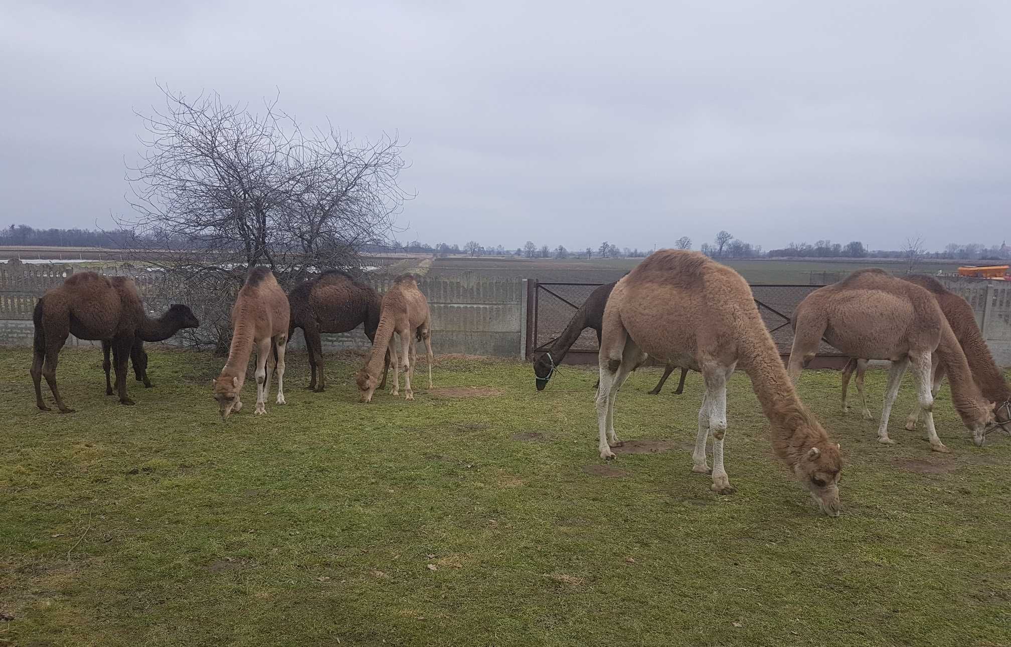 Sprzedam samca wielbłąd jednogarbny dromader samiec camel male