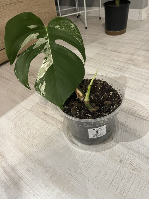 Monstera Variegata