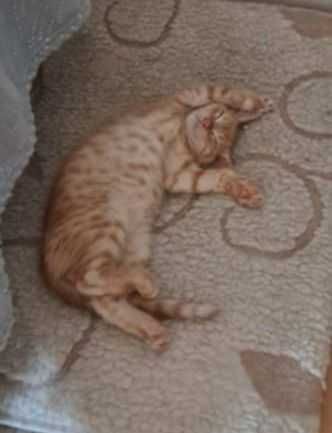 Rude kocie maluszki Rudziki szukają domków