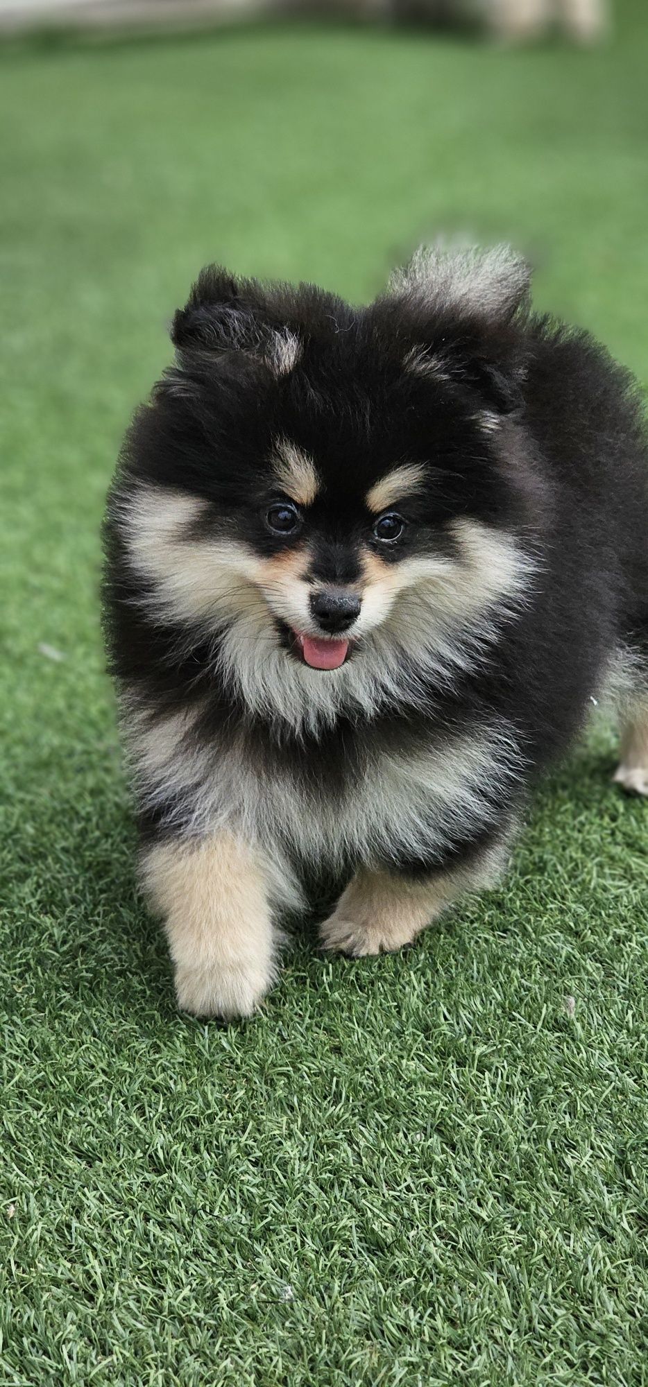 Spitz Alemão Macho