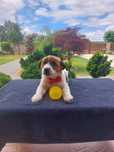 Jack Russell Terrier