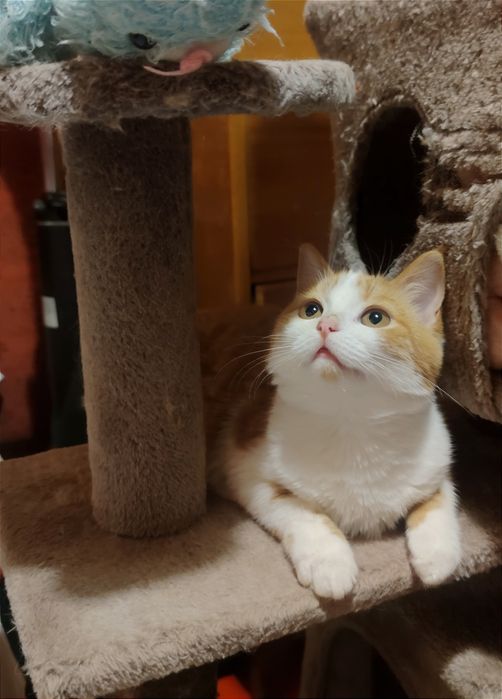 Отдам_ кошки_ котята_ стеша