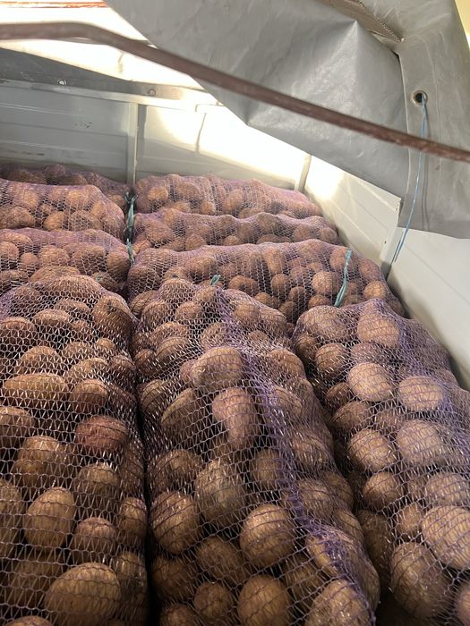 Продам картоплю