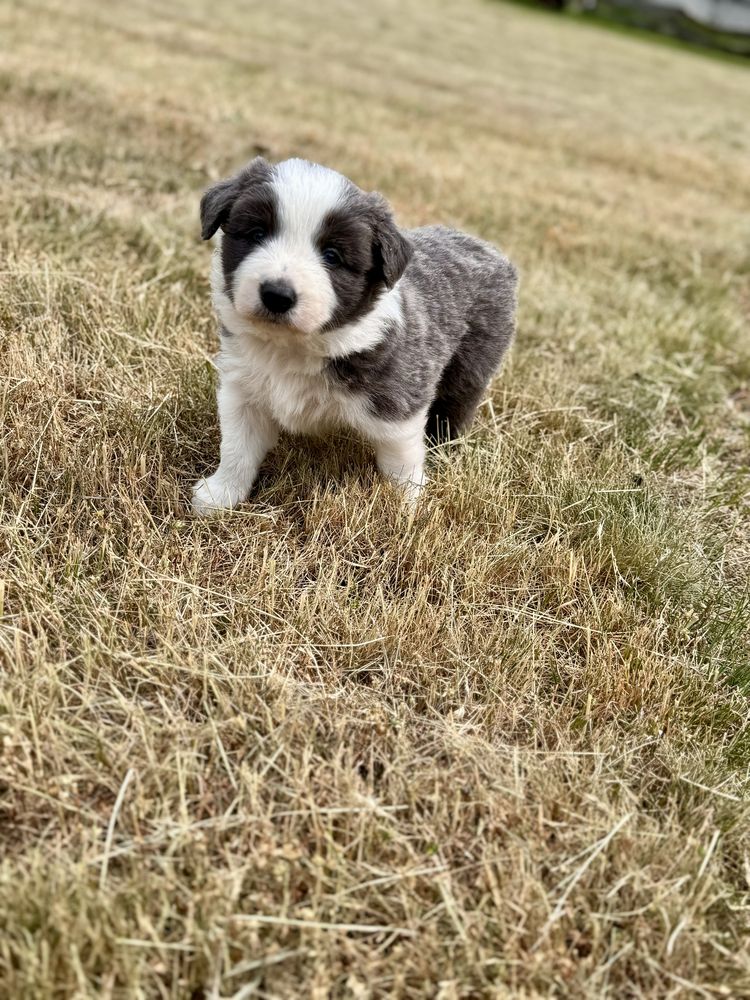 Border Collie Blue White Piekny Piesek