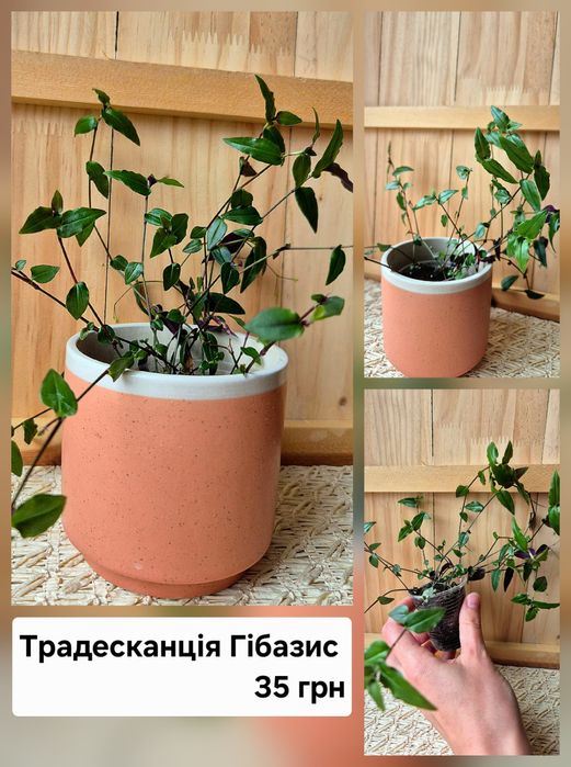 Традесканція Альбіфлора|Зебріна|YellowHill|Гібазис|Пеперомія|Сингоніум
