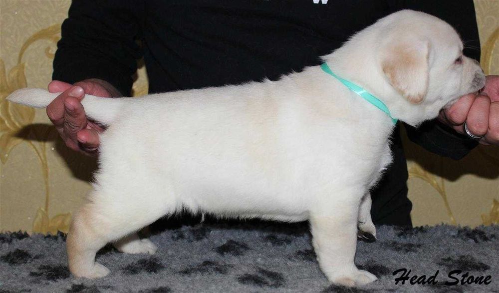 Лабрадор ретривер КСУ-FCI