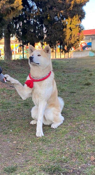 Елегантний самець Акіта Іну для в'язки