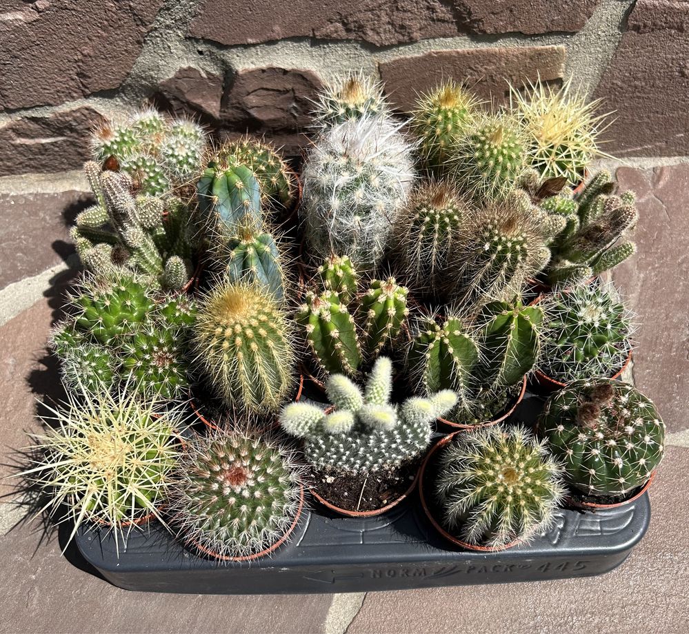 Кактус Cactus кактусы еуфорбія стапелия астрофітум  мамілярія