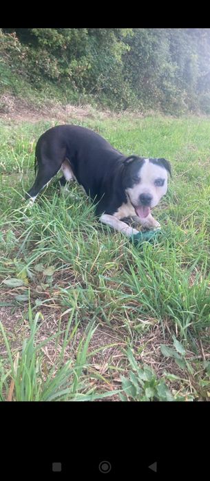 Pitbull para adoção urgente