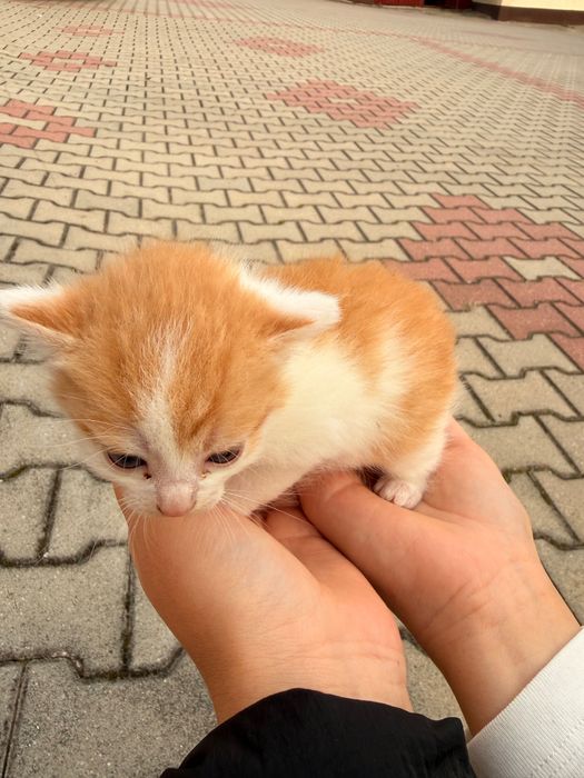 Oddam kotki w dobre ręce, za darmo