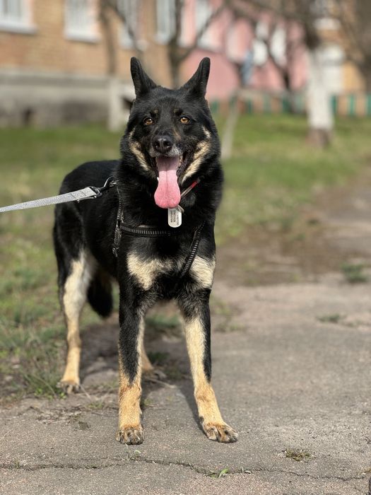 Собака для будинку з притулку