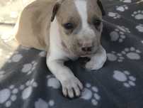 American bully xl suczka