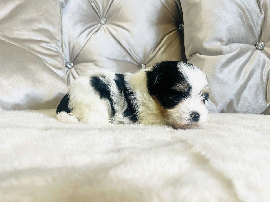 York Biewer prześliczny chłopczyk. Bardzo Piękny. Luxusowy.