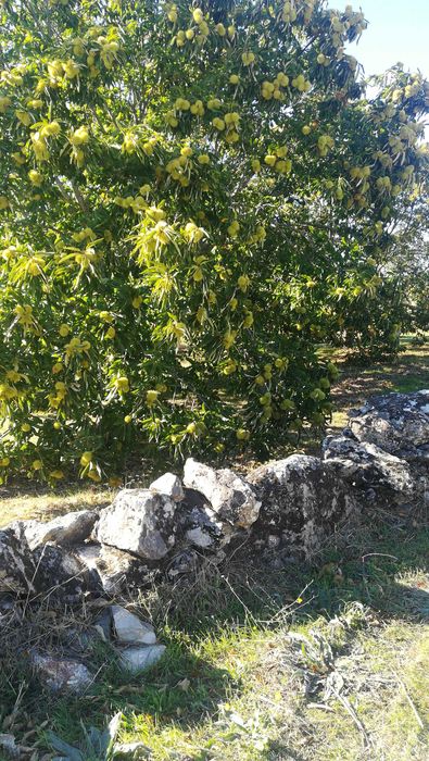 Castanha longal  (2025)