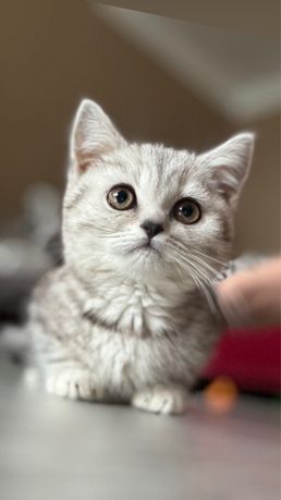 Мрамор на серебре шотландские котята скоттиш страйт фолд