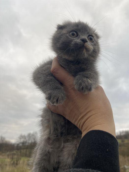 Киця породиста кошеня