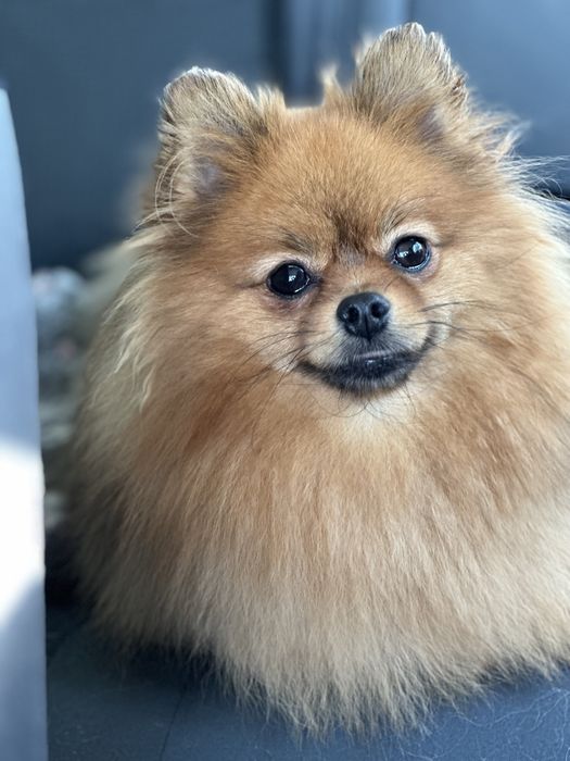 Szpic miniaturowy FCI , piękna suczka rezerwacja