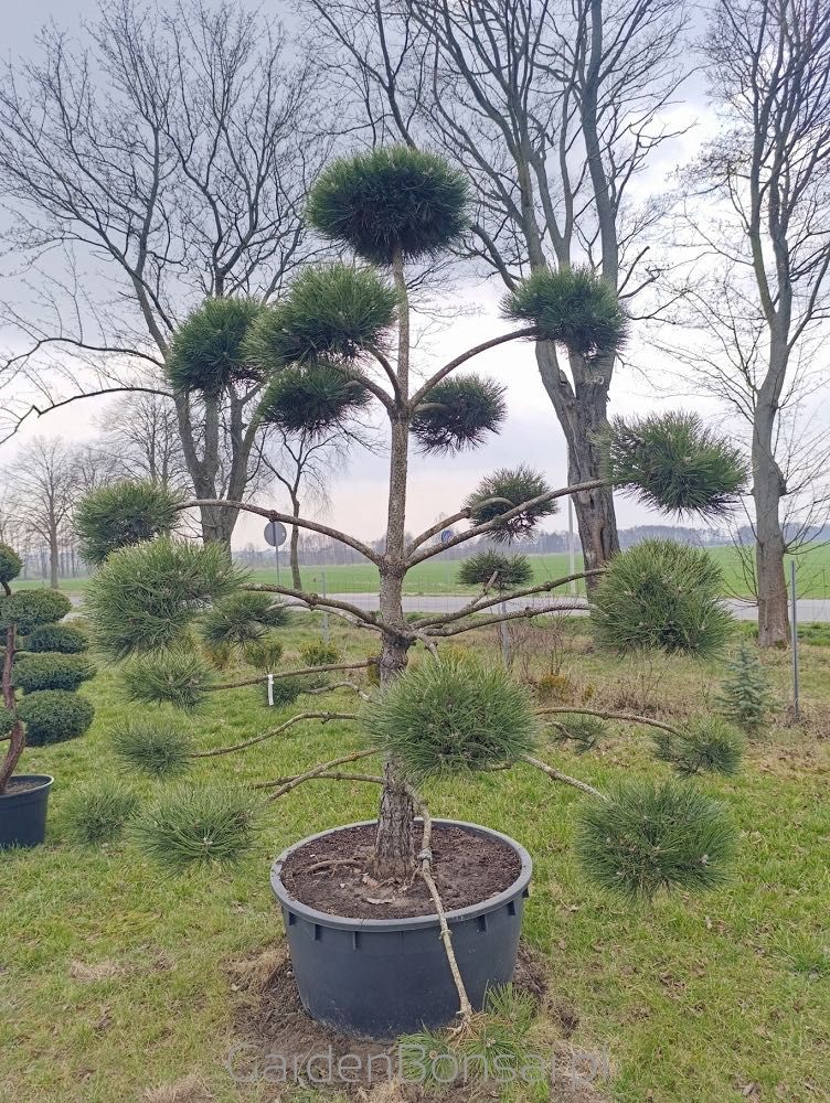 Bonsai - Sosna Czarna - Pinus Nigra - dużo gęstych "chmurek"  - 250 cm