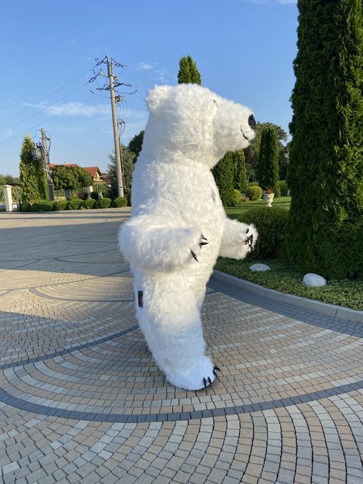 Biały Miś Wynajem całe Podkarpacie