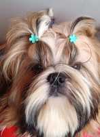 Shih Tzu piesek z rodowodem ZKwP