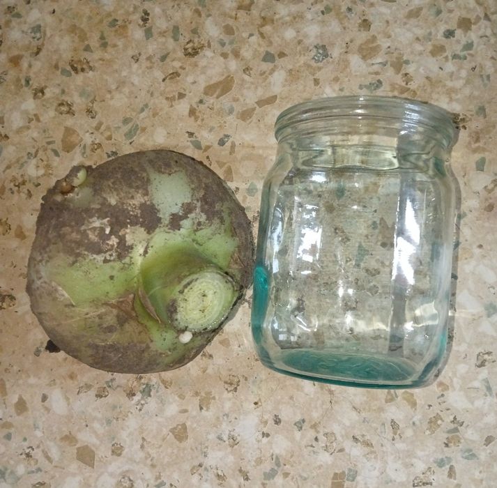 Індійське цибулиння (идийский лук) кімнатна рослина лікувальна