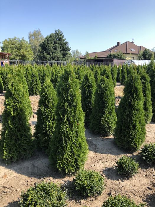 Tuja szmaragd 200-250 cm
