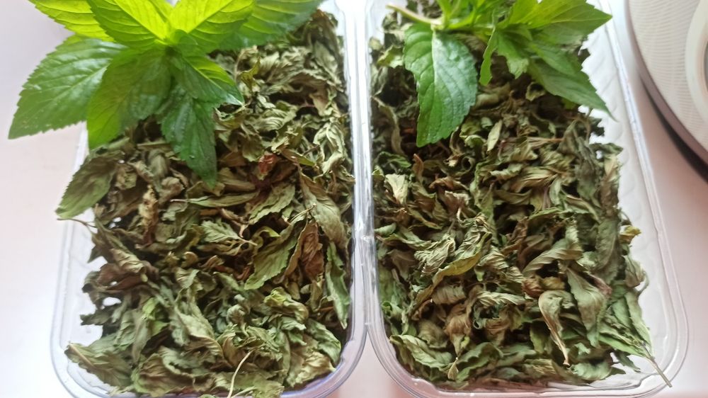 Мята пахучая для чая.