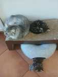 Catsitter /opieka nad kotem
