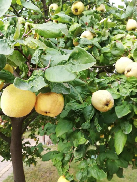 Pigwa jabłkowa 3 kg duże owoce przydomowe drzewo bez oprysku