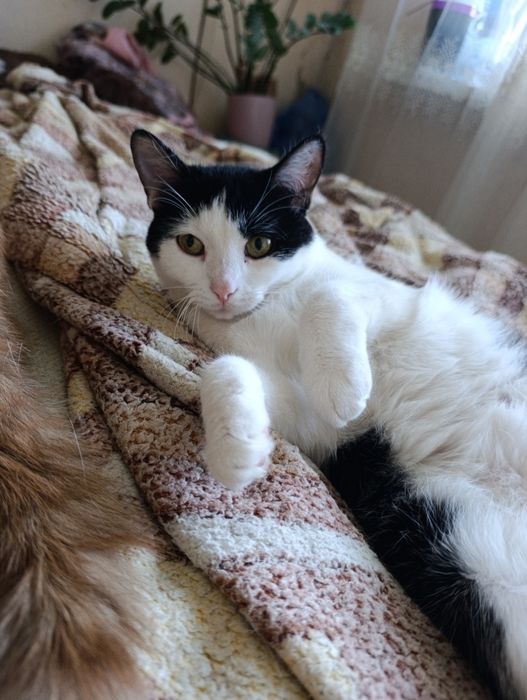 Кішка Мія у пошуках дому