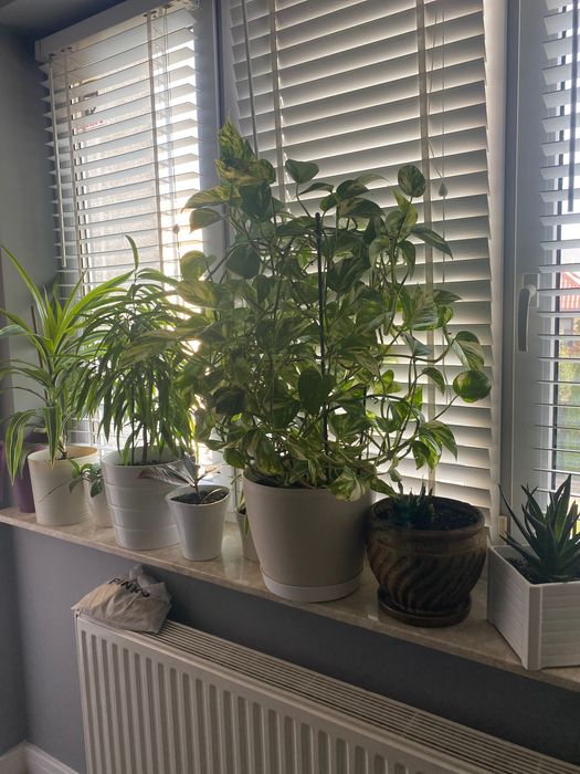 Kwiat duży sprzedam Epipremnum Aureum