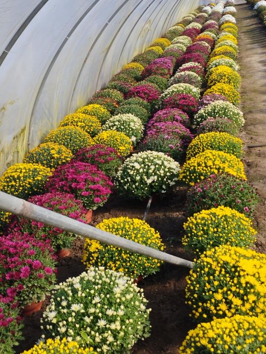 Chryzantemy drobnokwiatowe