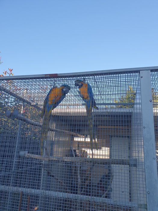 Casal araras araraunas
