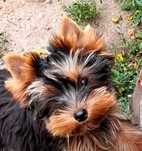 Suczka rasy yorkshire terrier z rodowodem