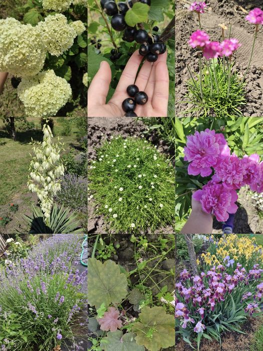 Жоржини, Георгины, та інші квіти