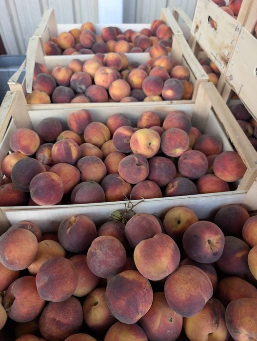 Oddam pokarm dla zwierząt