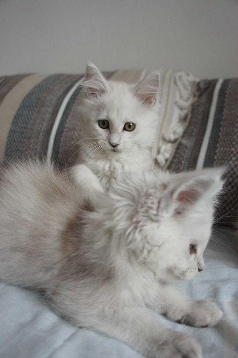 kocurek srebro- MAINE COON - rodowód FPL -