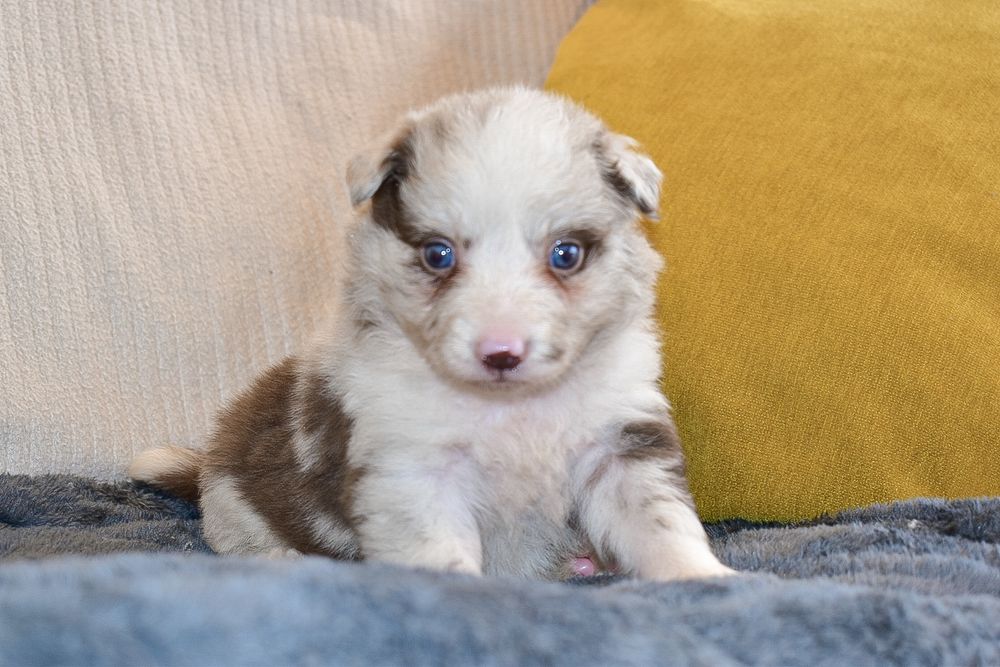 Border Collie Red Merle