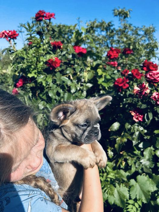 ФЛАФФІ француз бульдог хлопець