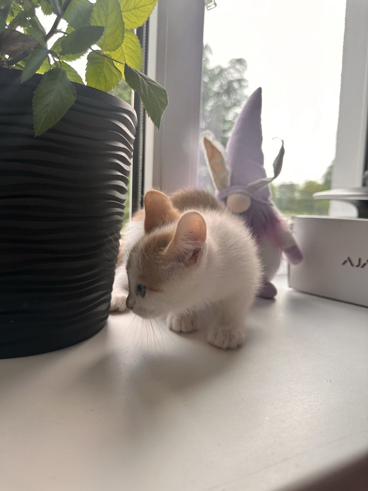 Віддам кошенят безкоштовно