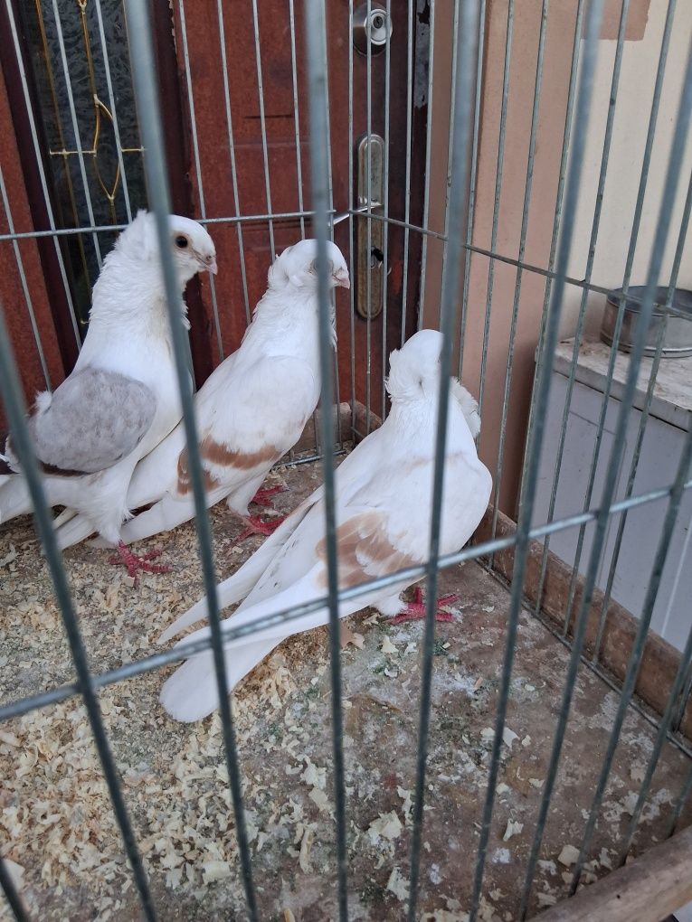 Sprzedam gołębie newki
