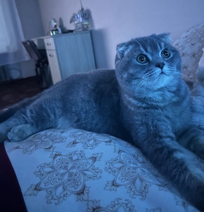 Шотландські плюшеві кошенята