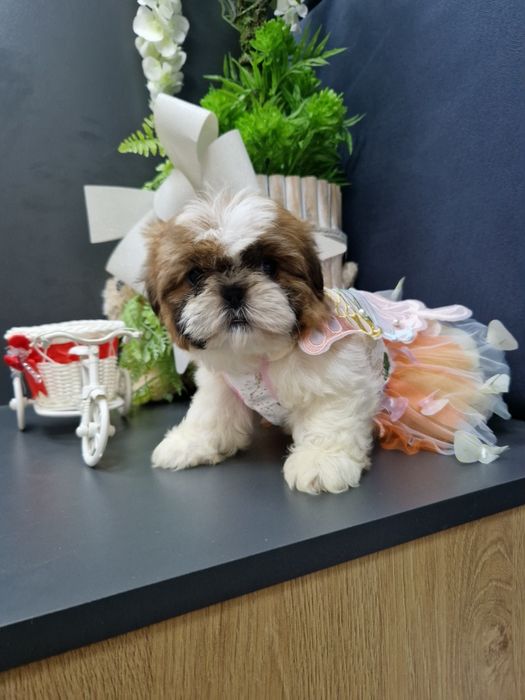 Kochane malusie Shih-tzu miniaturka z legowiskiem I wyprawką
