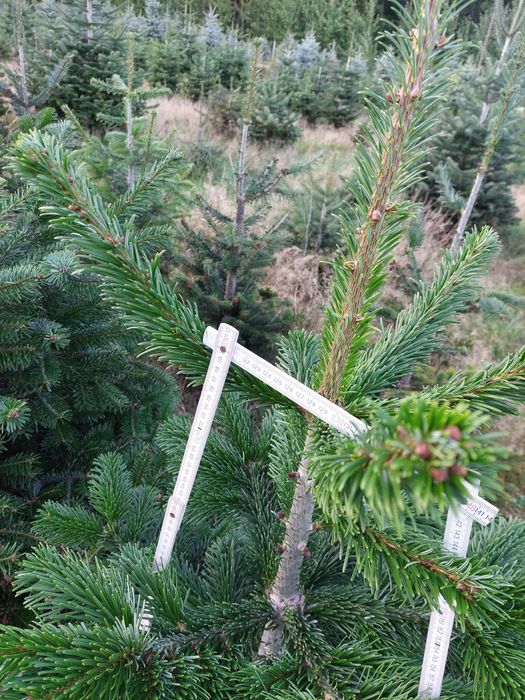 Jodła kaukaska do samodzielnego wykopania