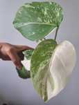 Monstera variegata , sadzonka rosnąca, dobre geny