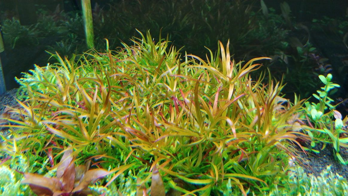 Ludwigia brevipes